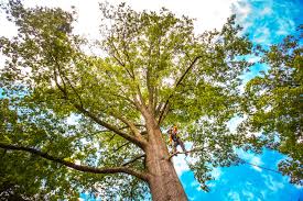 Best Root Management and Removal  in Leisure Village, NJ