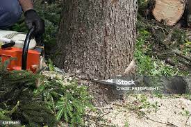 Best Stump Grinding and Removal  in Leisure Village, NJ