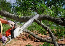 How Our Tree Care Process Works  in  Leisure Village, NJ